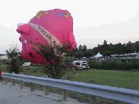 Biggest Pig I Have Ever Seen...